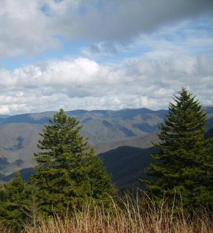 Sunlit view of white, fluffy clouds over blue-green mountain ranges with two evergreens and tall wheat-like grasses in the foreground