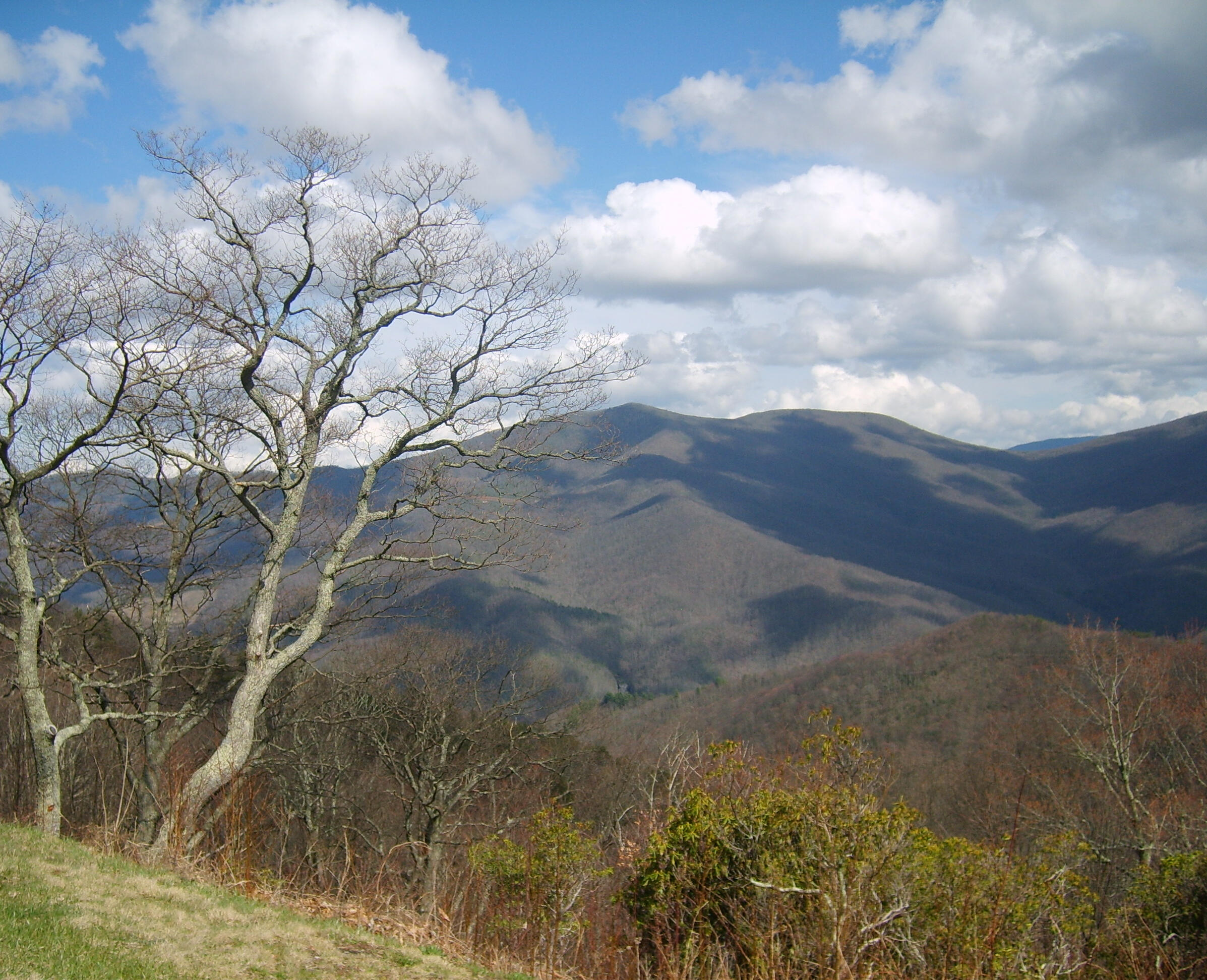 White, fluffy clouds in a bright blue sky, over blue-green mountain ranges, with a leafless tree bending into the frame and various colors of low brush in the foreground