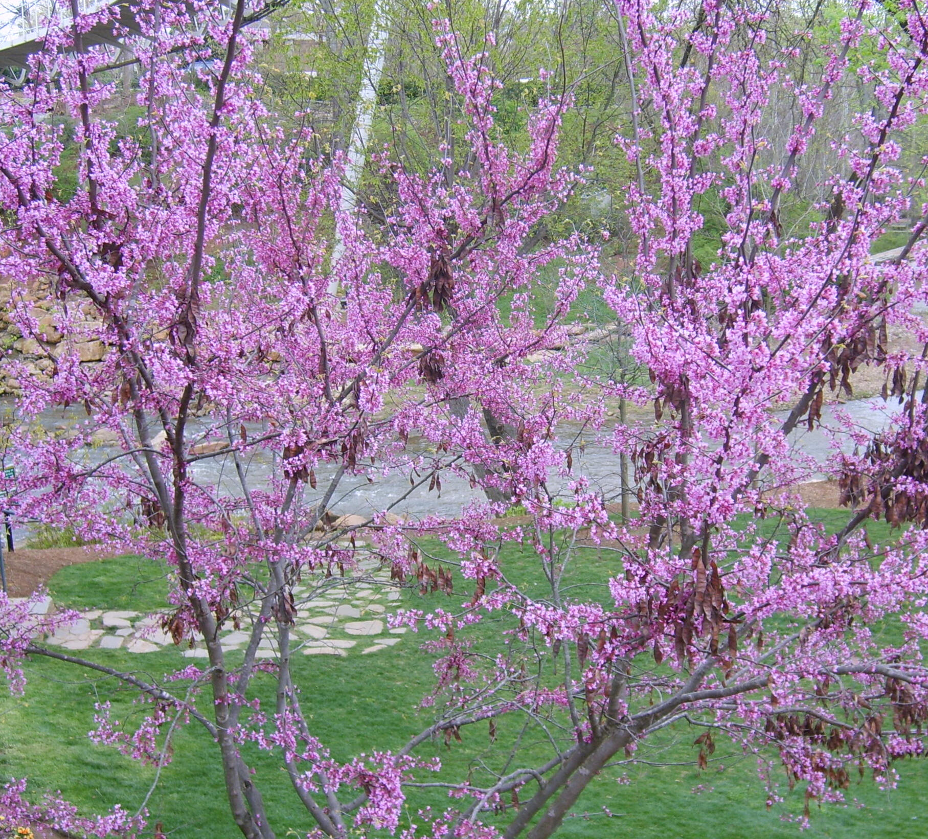 Tree with pinkish-lavender blossoms in foreground of hilly green grass scene with stepping stone path
