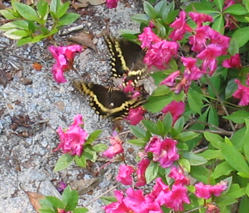 Two black and yellow butterflies frolic in a green bush with fuchsia blossoms