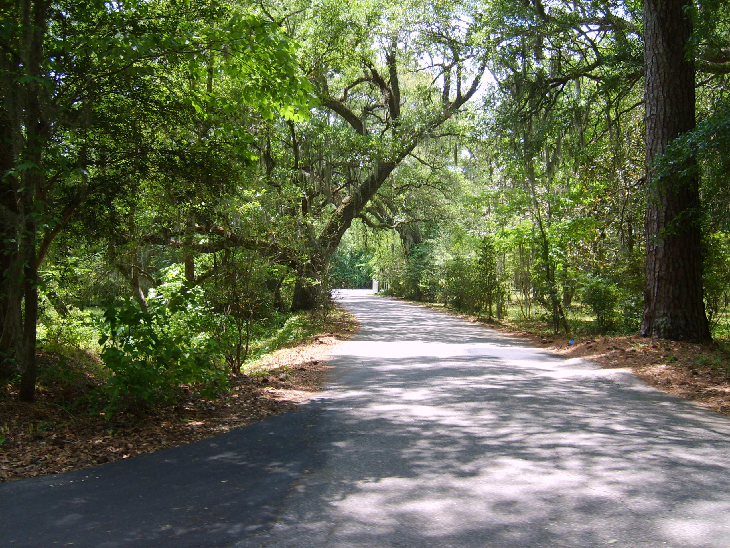 Sunlight streams through trees and shines down upon a paved forest pathway