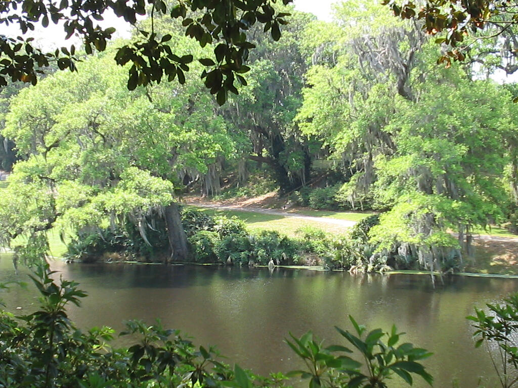Keyhole view through leafy limbs of sunlight marsh surrounded by trees with forest path visible